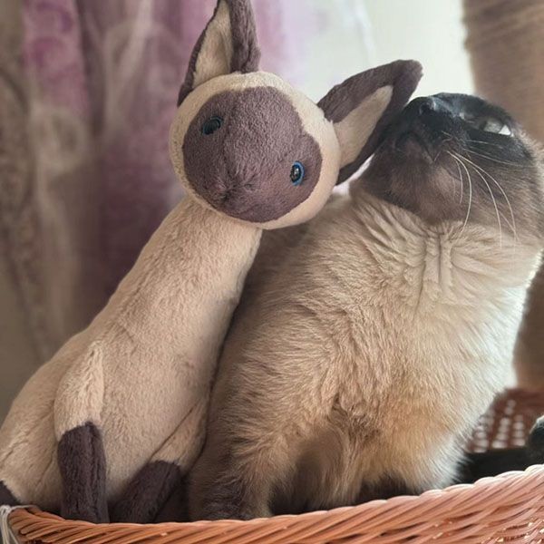 jellycat かわいいぬいぐるみ シャム猫 w24043027