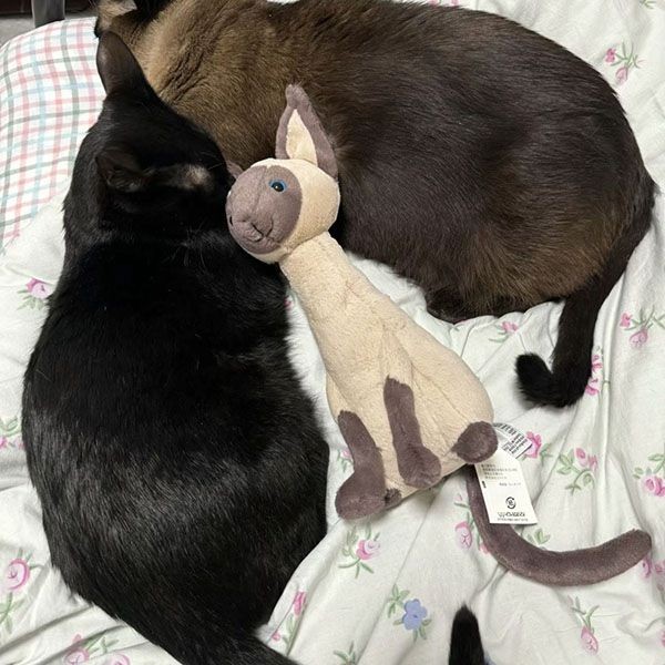 jellycat かわいいぬいぐるみ シャム猫 w24043027
